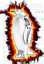 http://dreamrot.tripod.com/_borders/penguin.gif